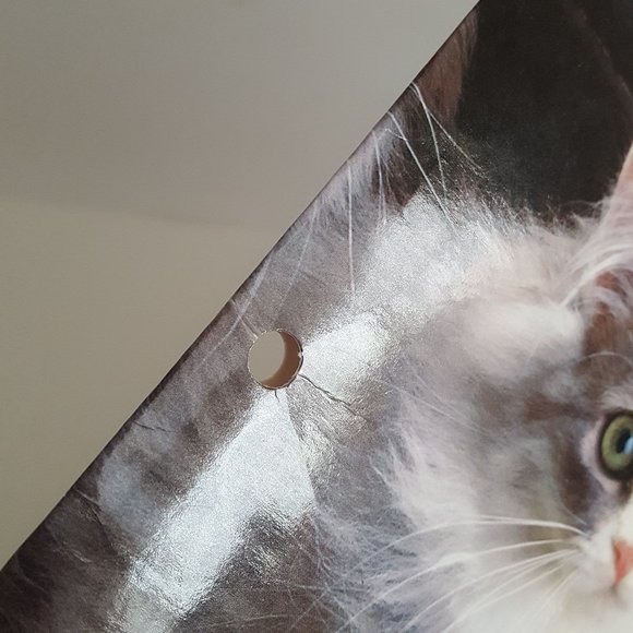 2-Pocket Folder Class Act Paper Portfolio Kittens Keith Kimberlin - Picture 4 of 10